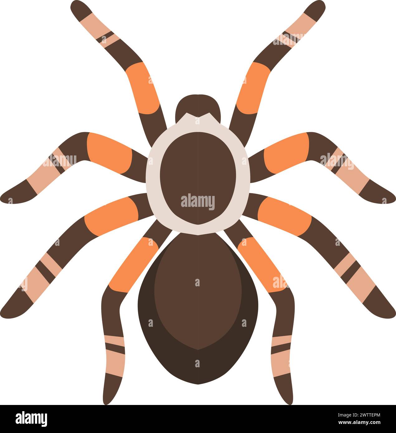 Spider exotic pet animal. Arachnid cartoon icon Stock Vector