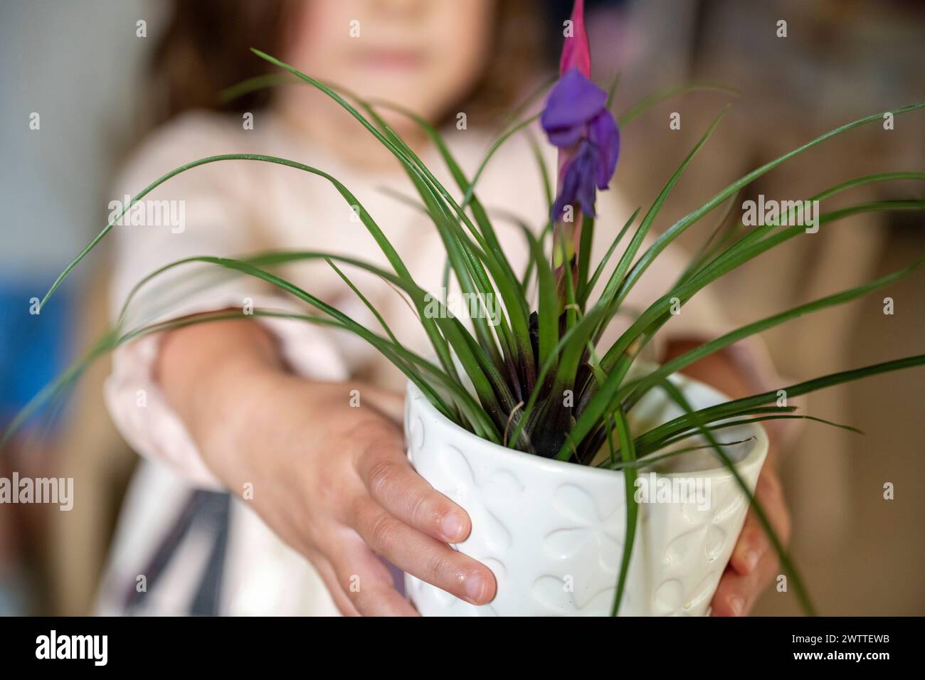 Young child presenting a potted plant with care and focus Stock Photo