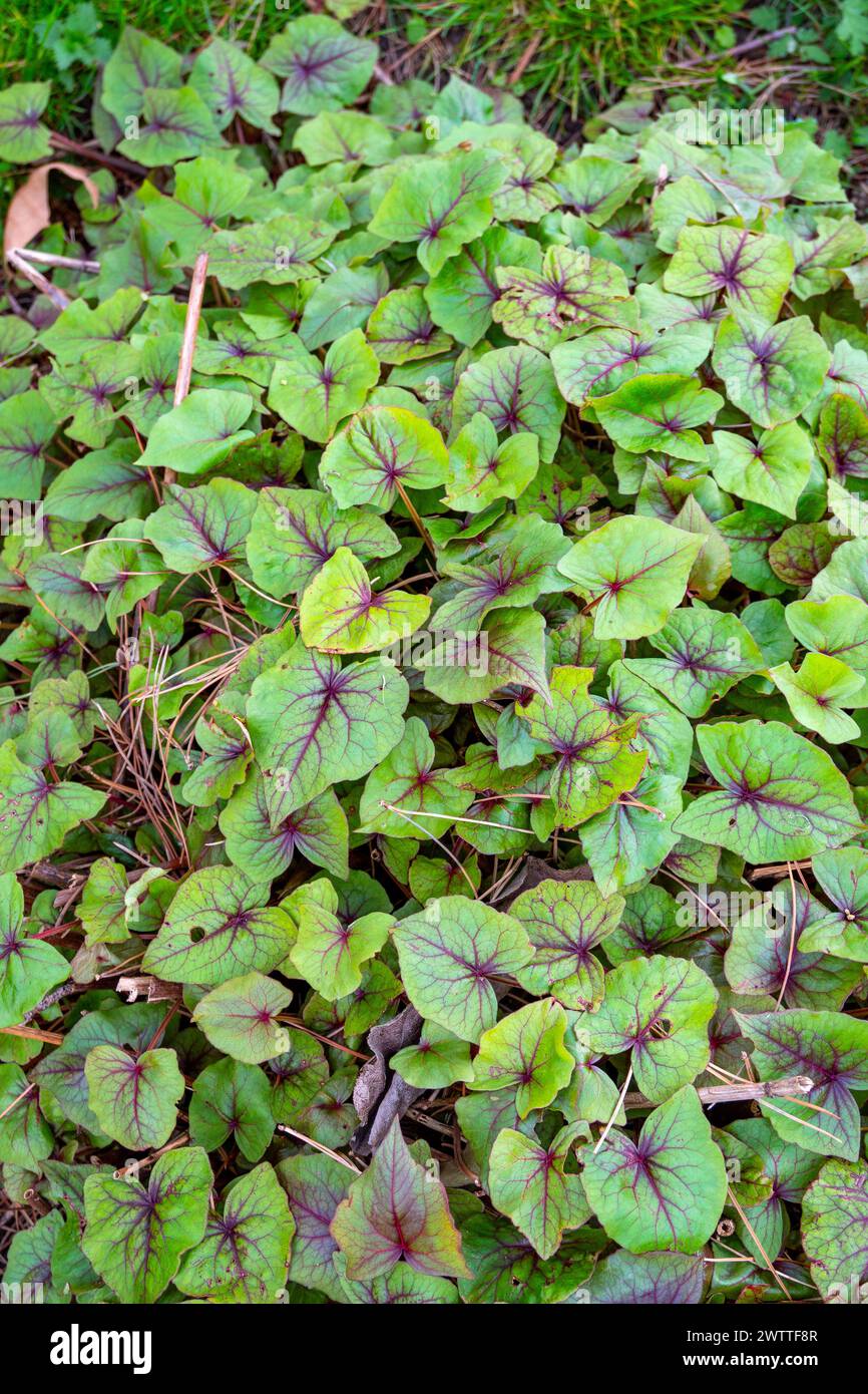 The genus Fagopyrum is in the flowering plant family Polygonaceae. Stock Photo