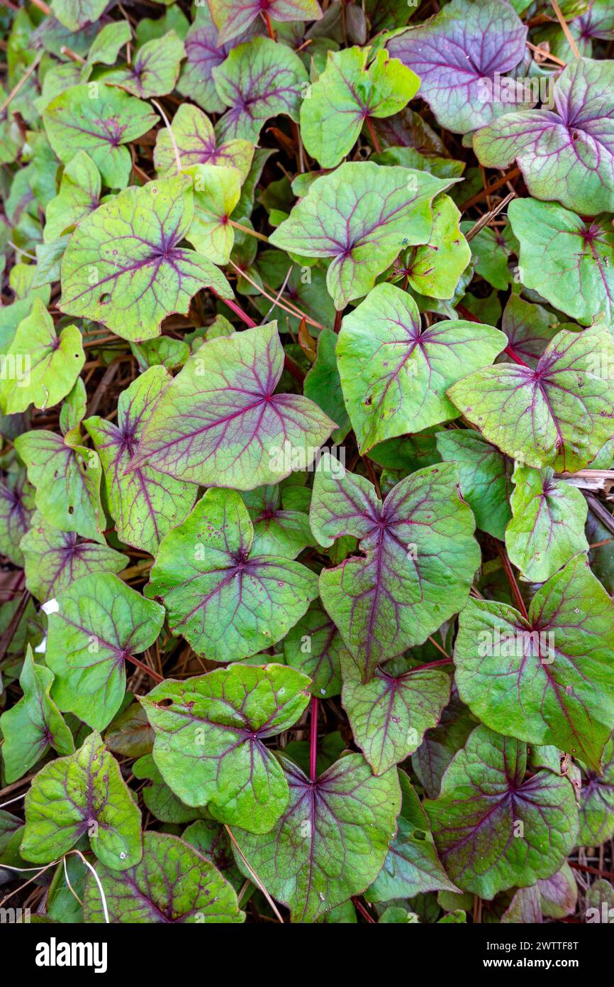 The genus Fagopyrum is in the flowering plant family Polygonaceae. Stock Photo