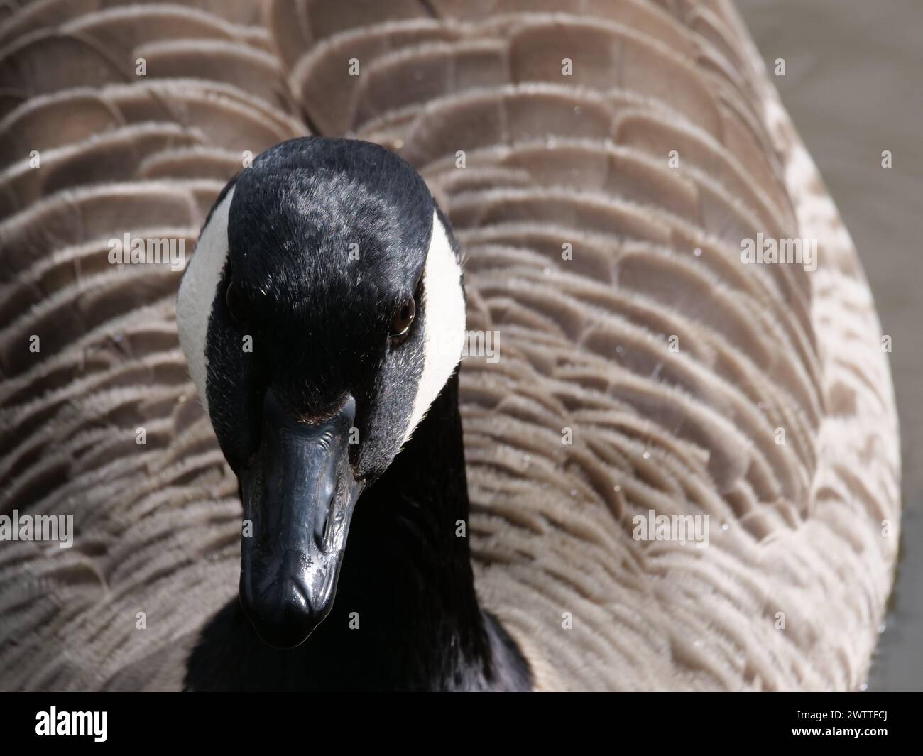 Canada Goose Stock Photo
