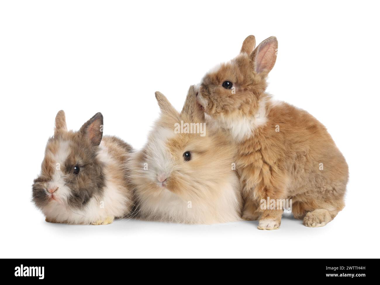 Three adorable rabbits white hi-res stock photography and images - Alamy