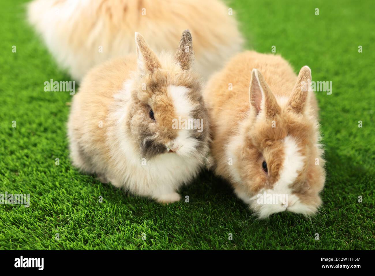 Uk Rabbit Cute Rabbits on the grass hi-res stock photography and images - Alamy
