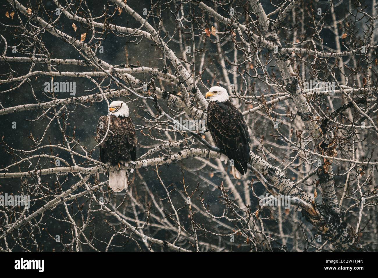 Two bald eagles perched on branches in a tree Stock Photo