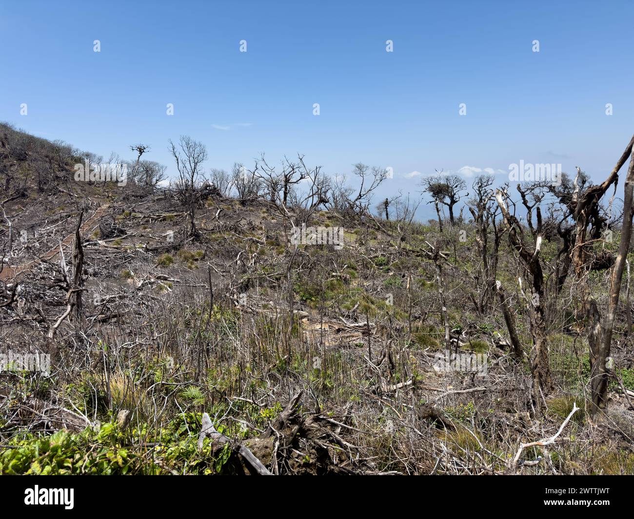 Dry ground with dead trees on blue sky background Stock Photo - Alamy