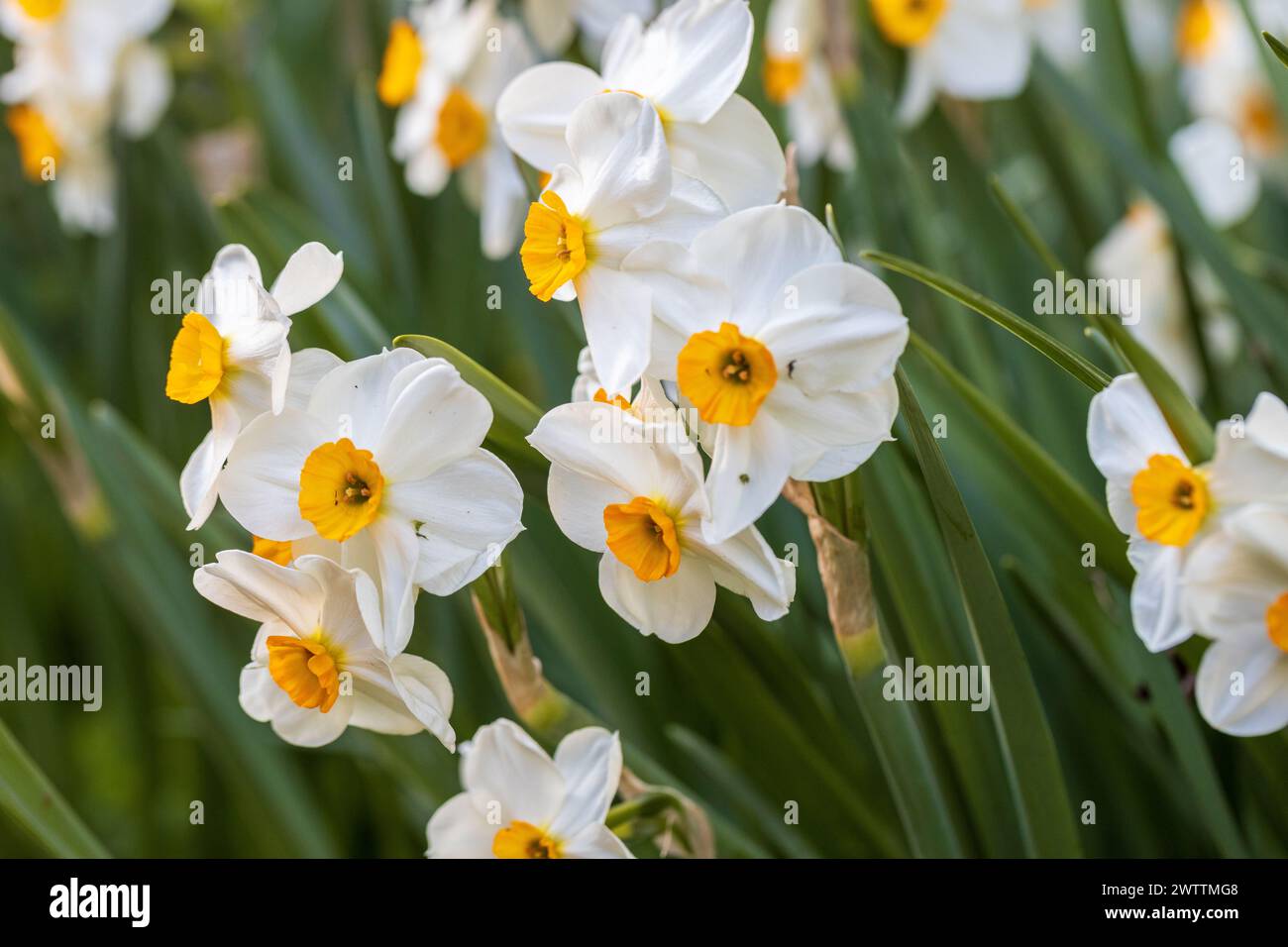 Narcissus Geranium blossoms in the garden in spring Stock Photo - Alamy
