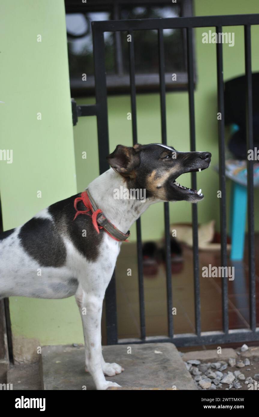 Indonesian mongrel dog stands on the ground. Stock Photo