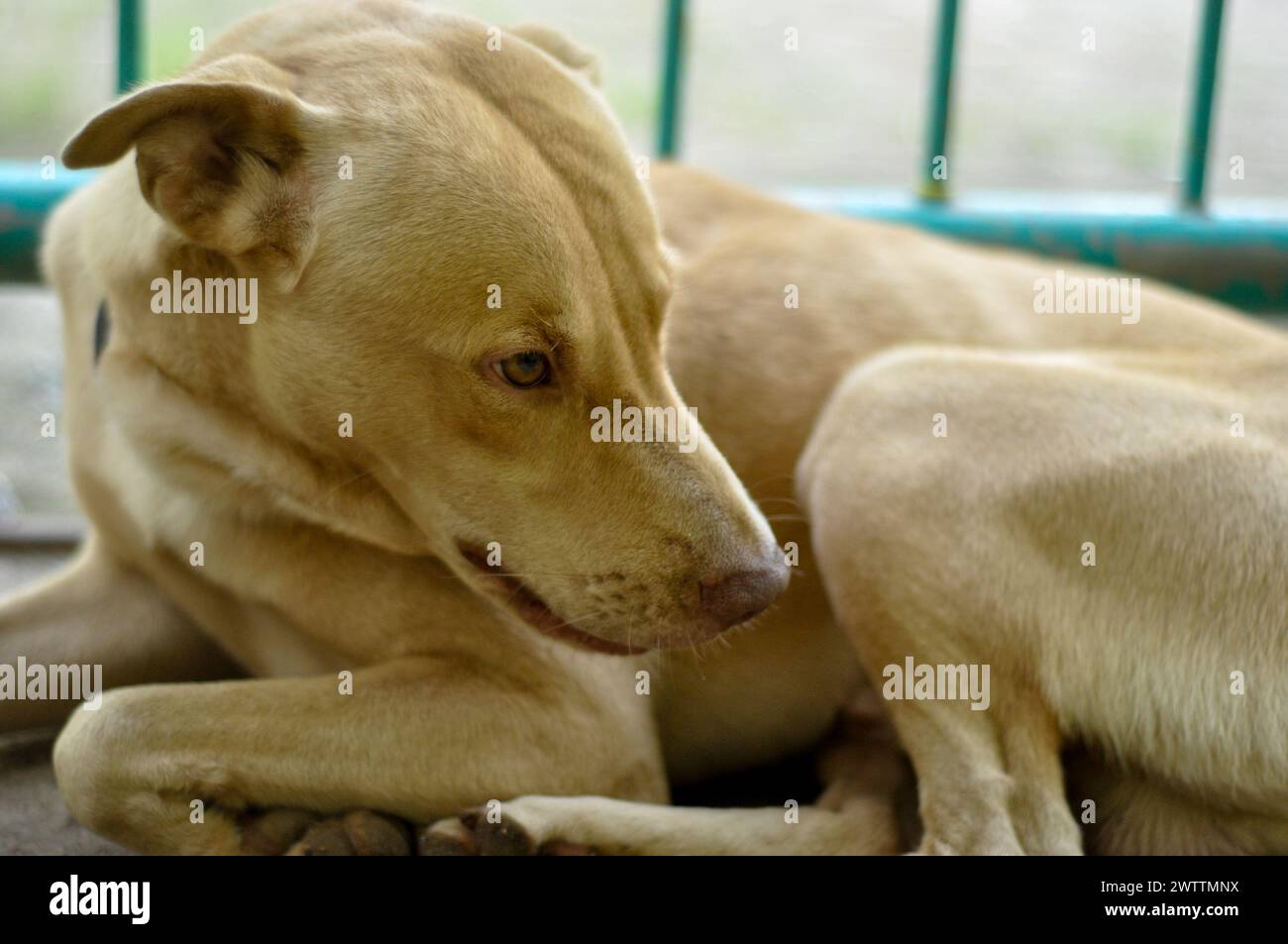 Indonesian brown mongrel dog lays on the ground. Stock Photo