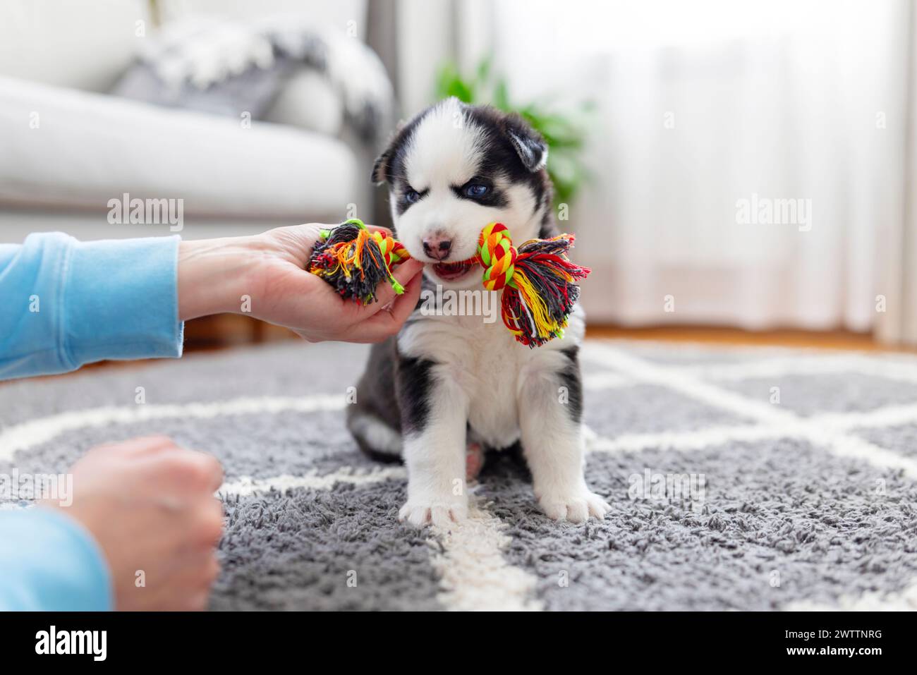 Husky puppy chewing hi res stock photography and images Alamy