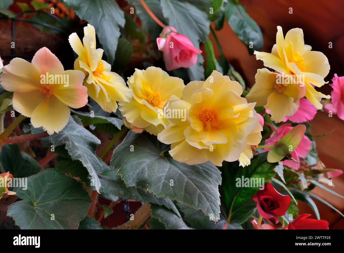 Delicate yellow with pink tint tuberous begonia double flowers. Flowering perennial potted houseplant with beautiful flowers. Floricultureor gardening Stock Photo