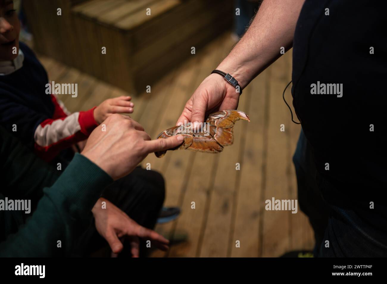 Arthropods Workshop taught by the entomologist and environmental disseminator Sergi Romeu Valles at Zaragoza River Aquarium, the largest in Europe Stock Photo