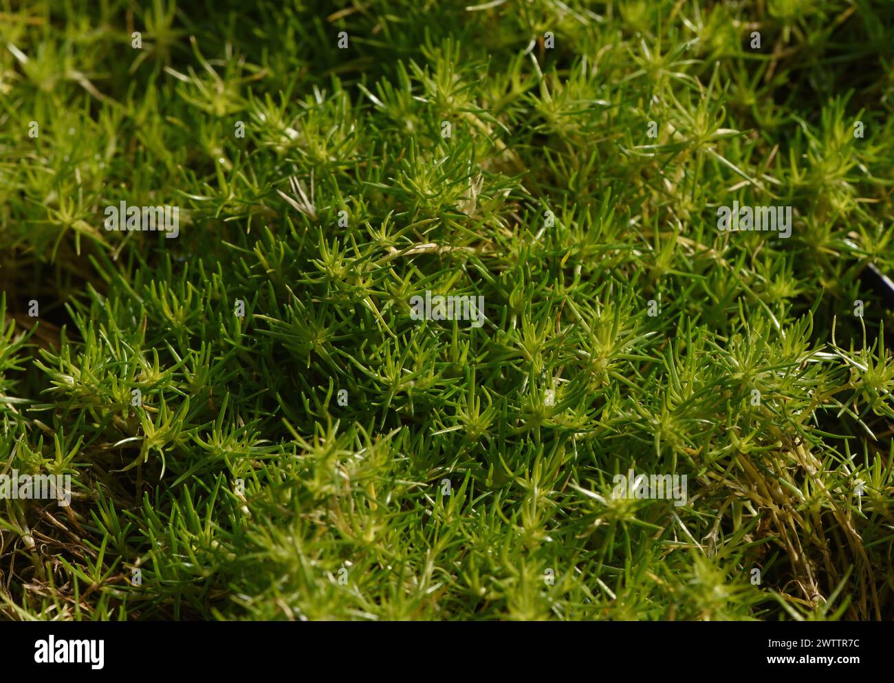Pearlwort or Sagina procumbens Stock Photo