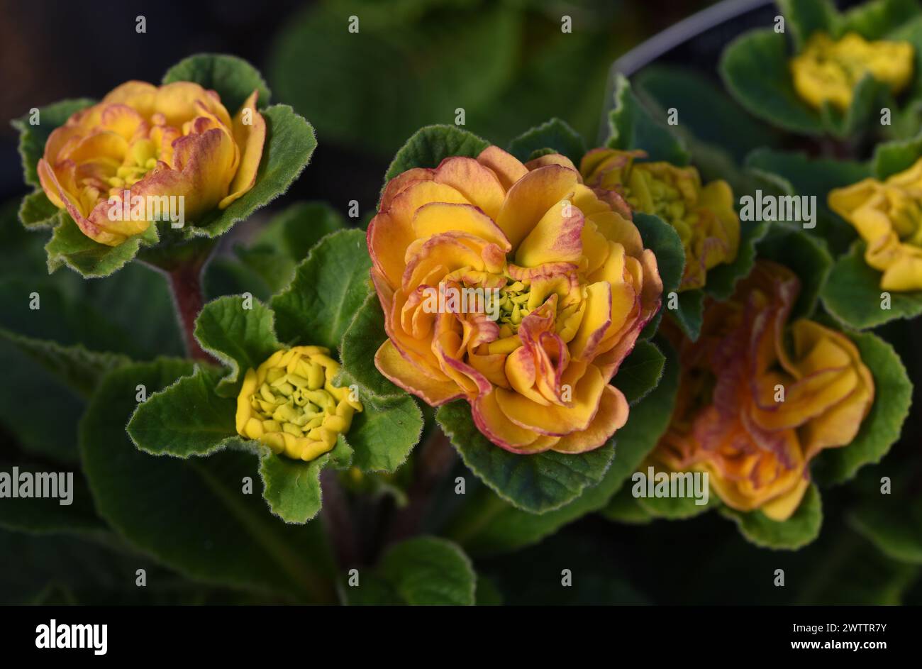 Double Primroses or Double Primula Belarina flowers Stock Photo