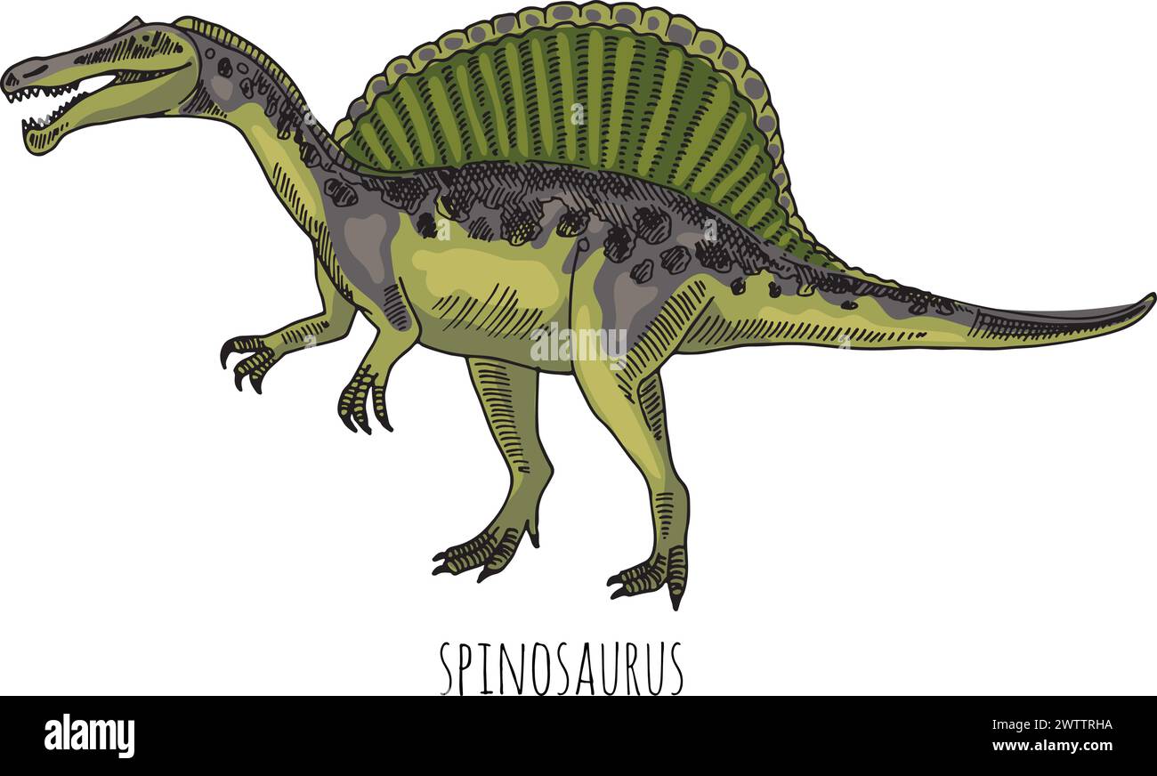 Spinosaurus color drawing. Prehistoric carnivore animal with spine ...