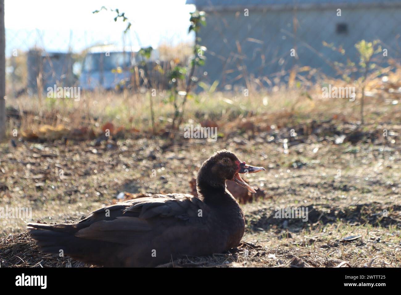 A black duck sits in a field surrounded by grass and nature in the ecoregion Stock Photo