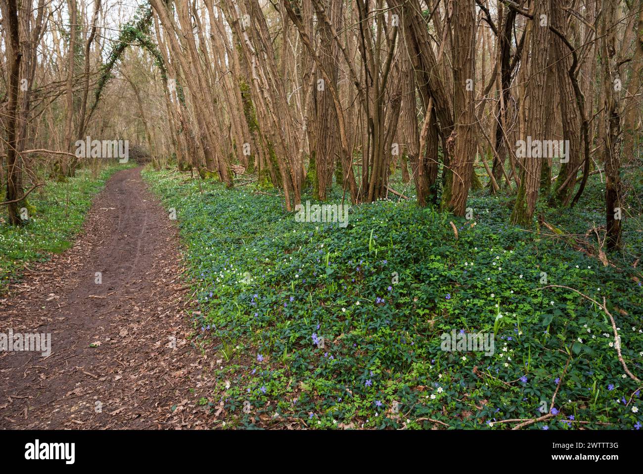 Hiking trail through beautiful forest landscape in spring with blooming wild wood anemone and small periwinkle flowers. Ile-de-France, France. Stock Photo