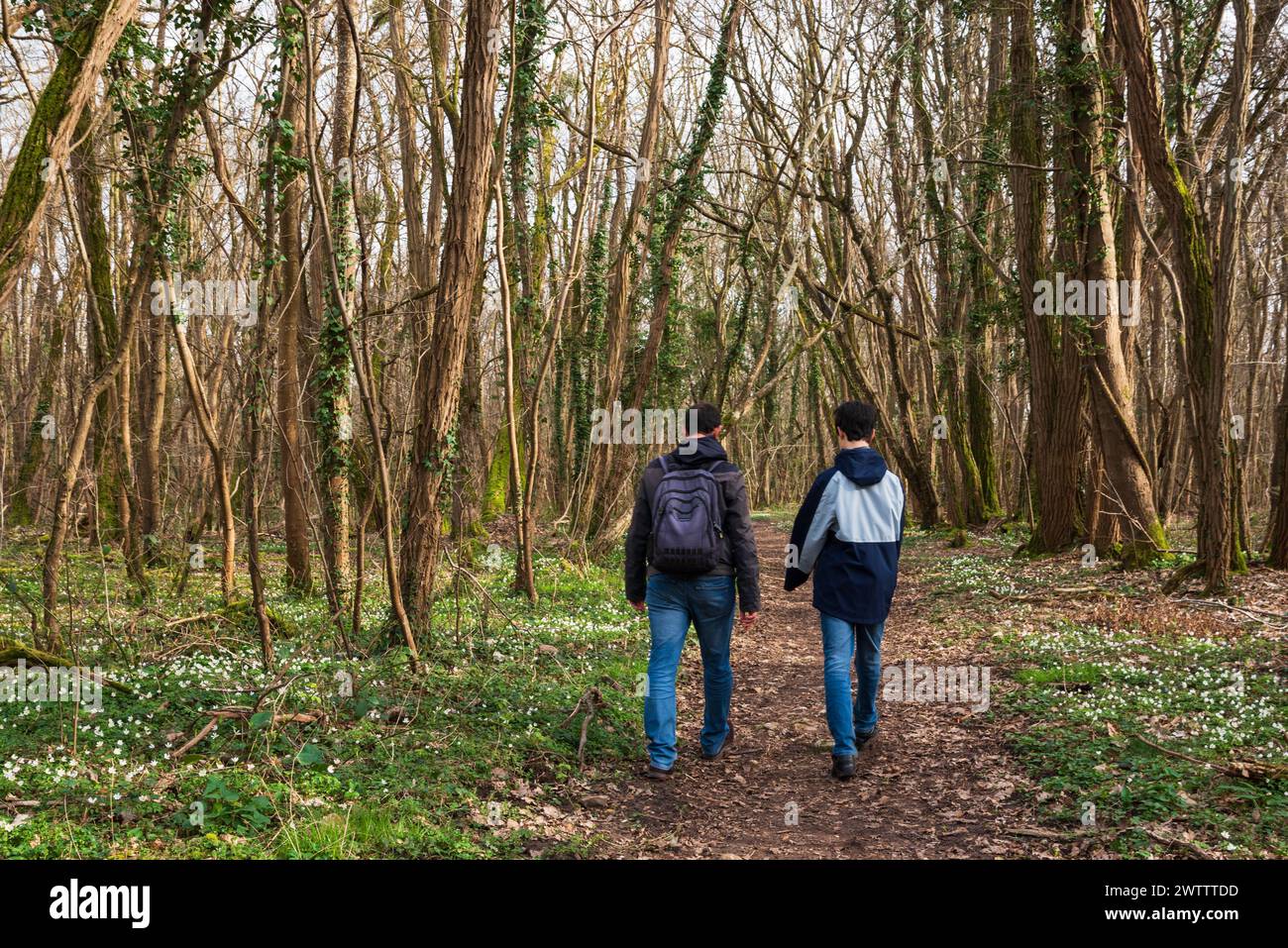 Father and his adolescent son walking in forest covered  with wild wood anemone flowers (Anemonoides nemorosa). Springtime in  Ile-de-France, France. Stock Photo