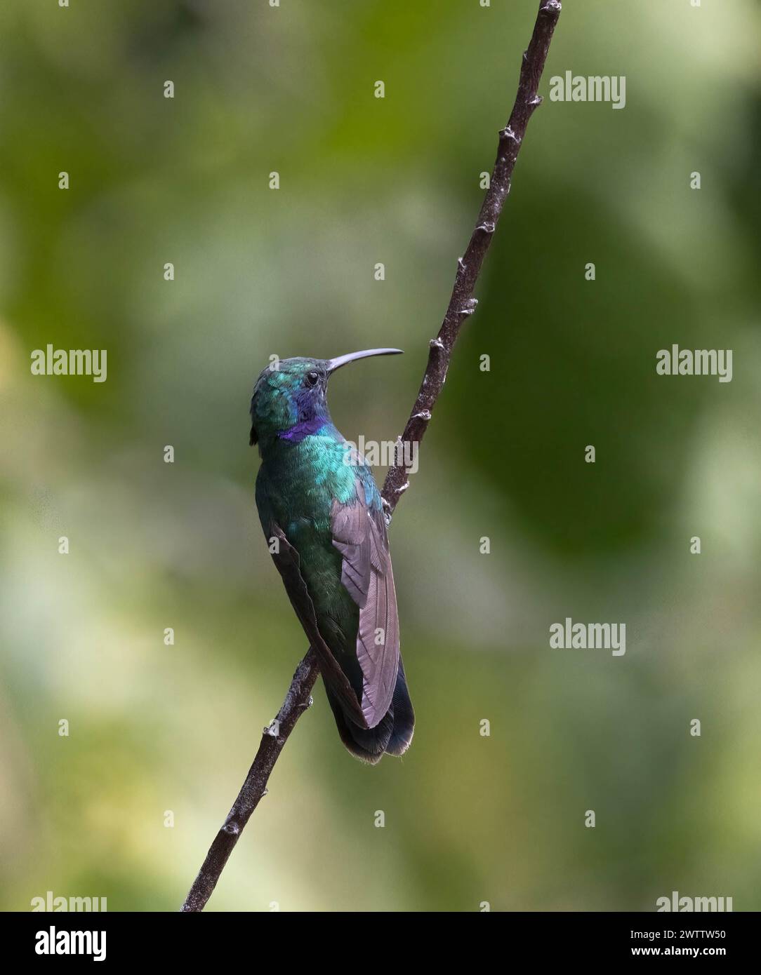 Closeup Male Violet-ear hummingbird on a branch with green background Stock Photo