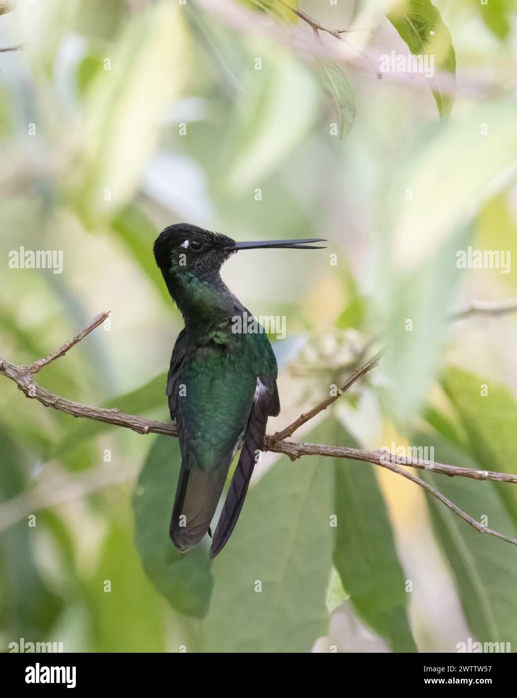 Talamanca Volcano Hummingbird closeup in a green leafy shrub Stock Photo