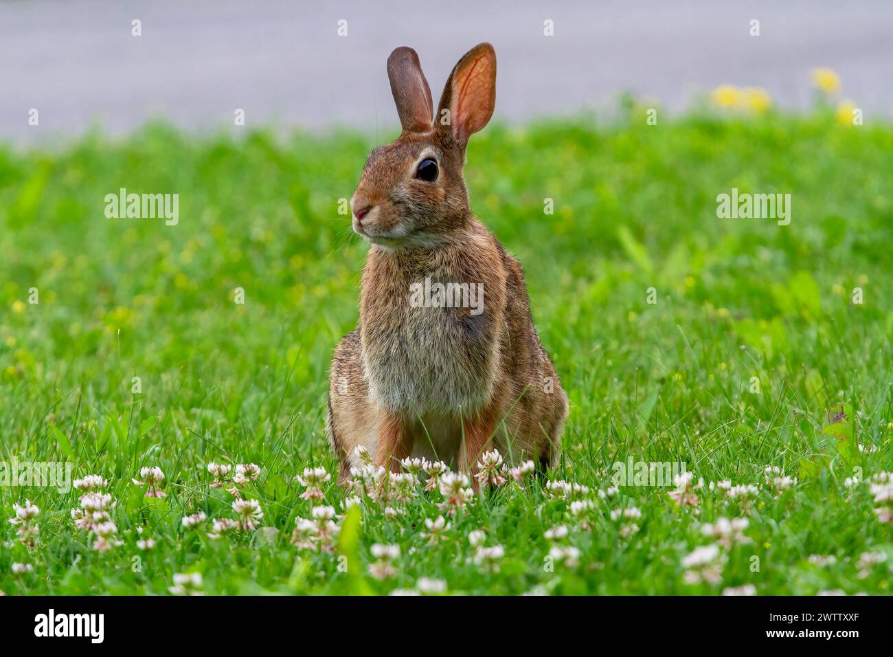 Grazing wild rabbit hi-res stock photography and images - Alamy
