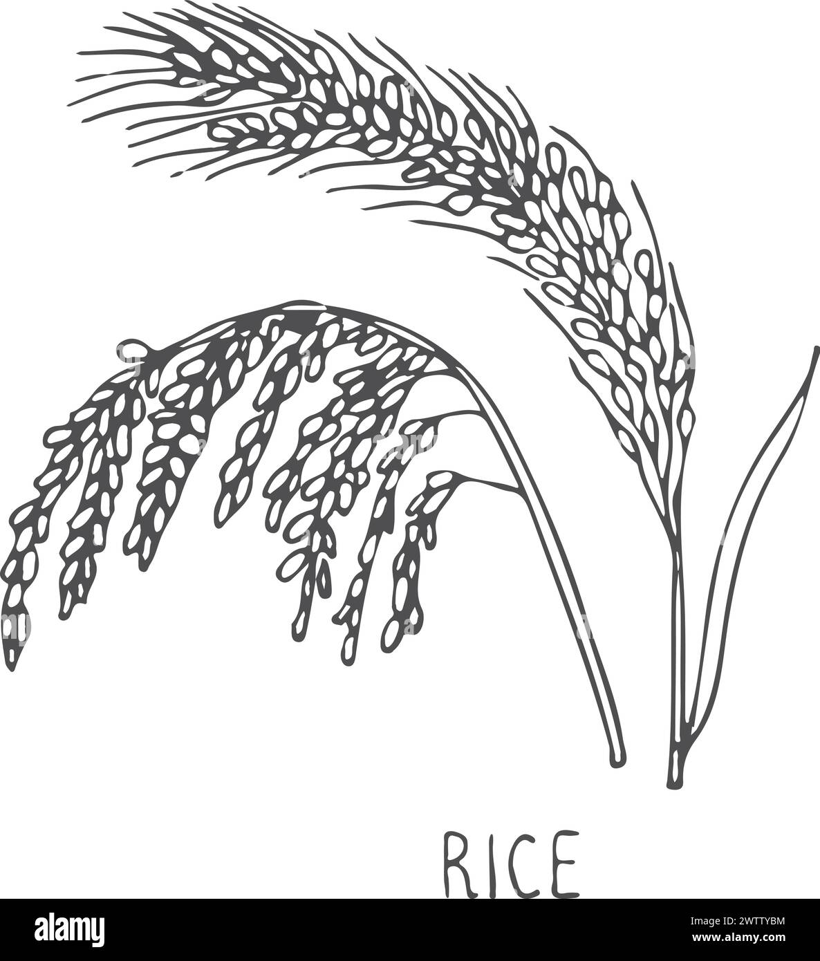 Rice plant farm crop cereal grain sketch Stock Vector