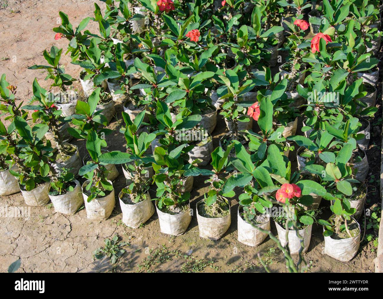 Euphorbia flowers plants growing in the garden Stock Photo