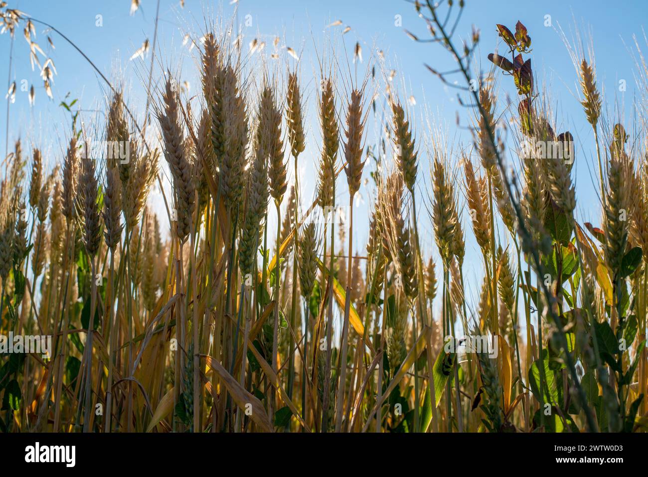 Golden wheat field with a butterfly Stock Photo
