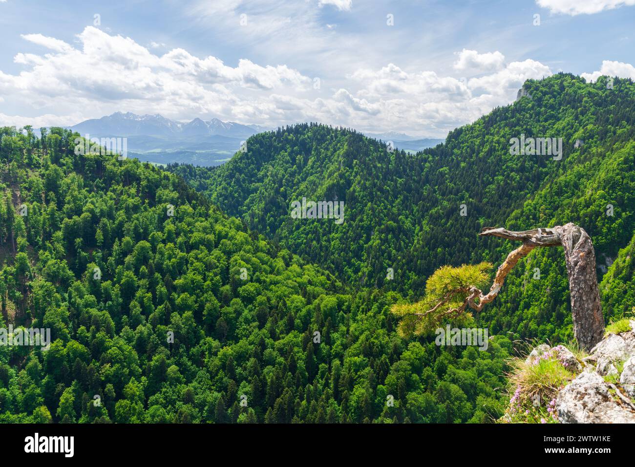 Sunny summer day view from Sokolica peak in Pieniny Mountains with a famous dwarf pine tree at the top, Poland with covered with green trees. Stock Photo