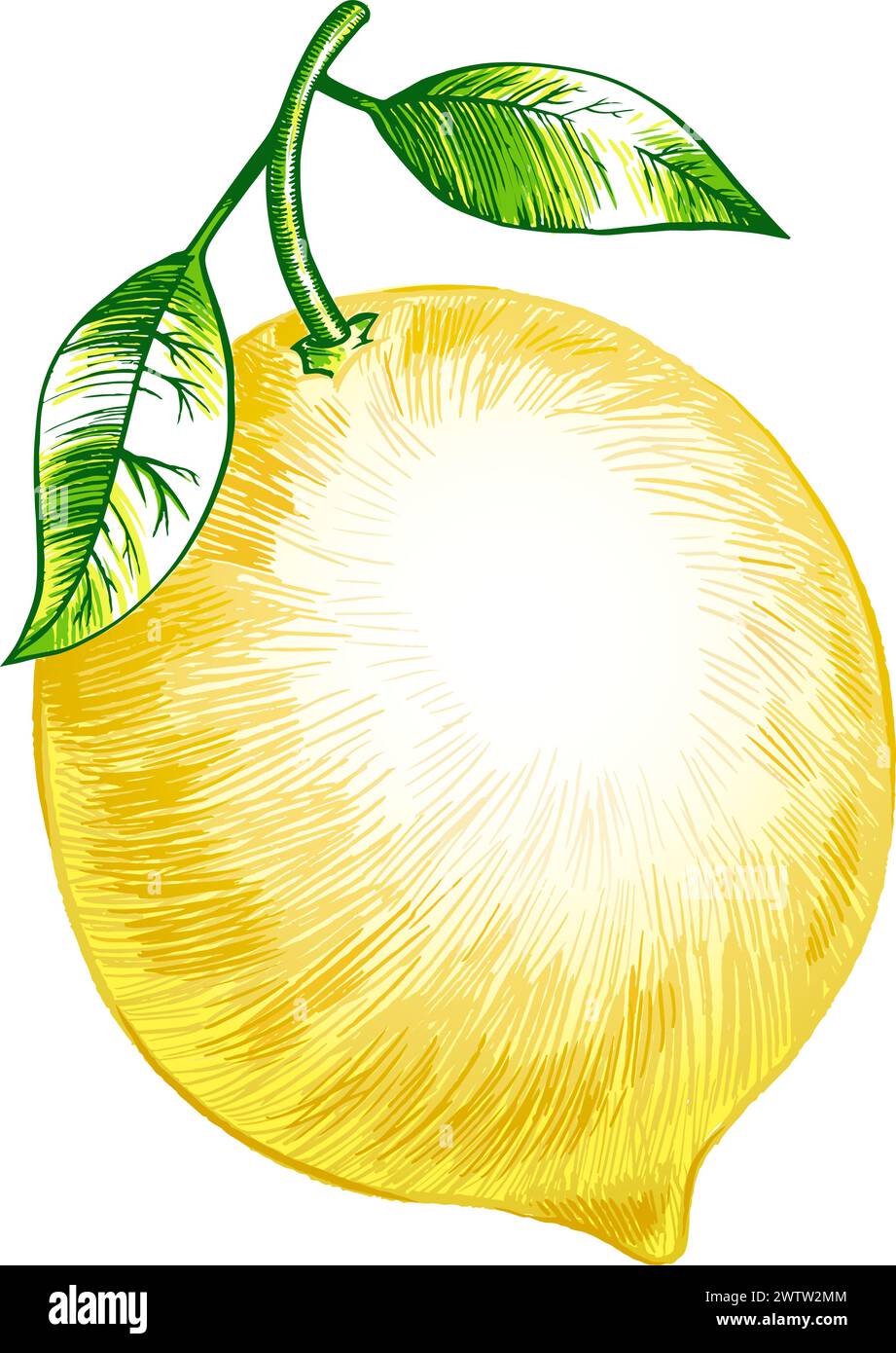 Lemon with green leaves. Hand drawn fresh fruit Stock Vector Image ...