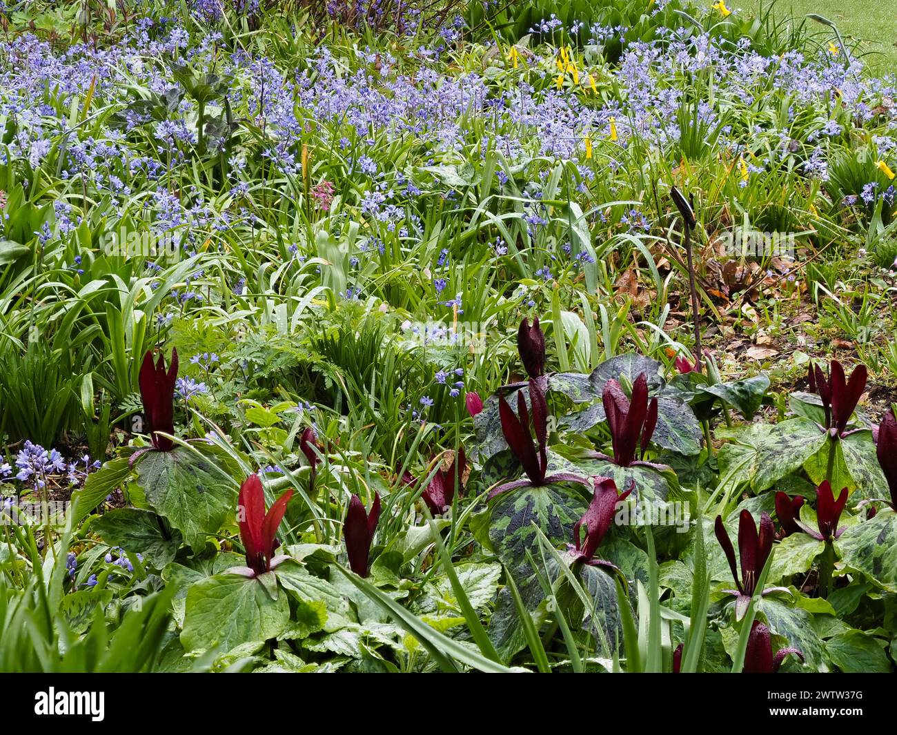 Red flowers of the spring blooming hardy corm, Trillium chloropetalum 'Rubrum', stand above the mottled foliage Stock Photo