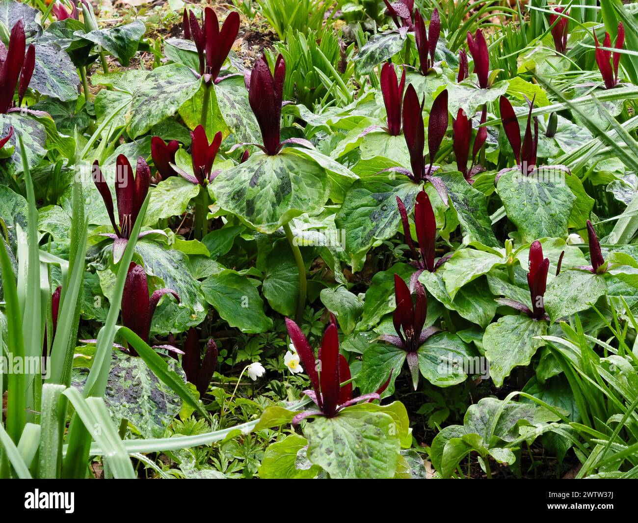 Red flowers of the spring blooming hardy corm, Trillium chloropetalum 'Rubrum', stand above the mottled foliage Stock Photo