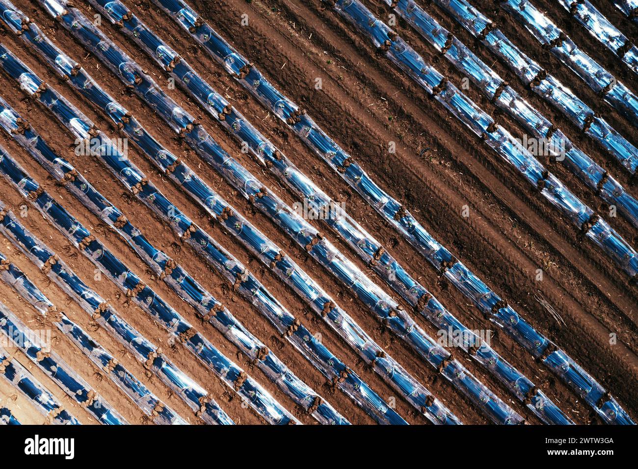 Top down aerial shot of watermelon plantation with plastic sheeting hothouse equipment, drone pov Stock Photo