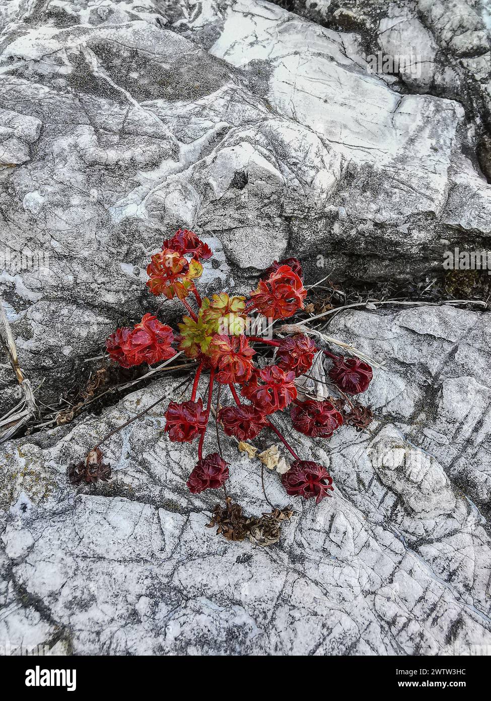 Tiny red plant growing from the crack of a white rock - strong life resistence in hard environment Stock Photo