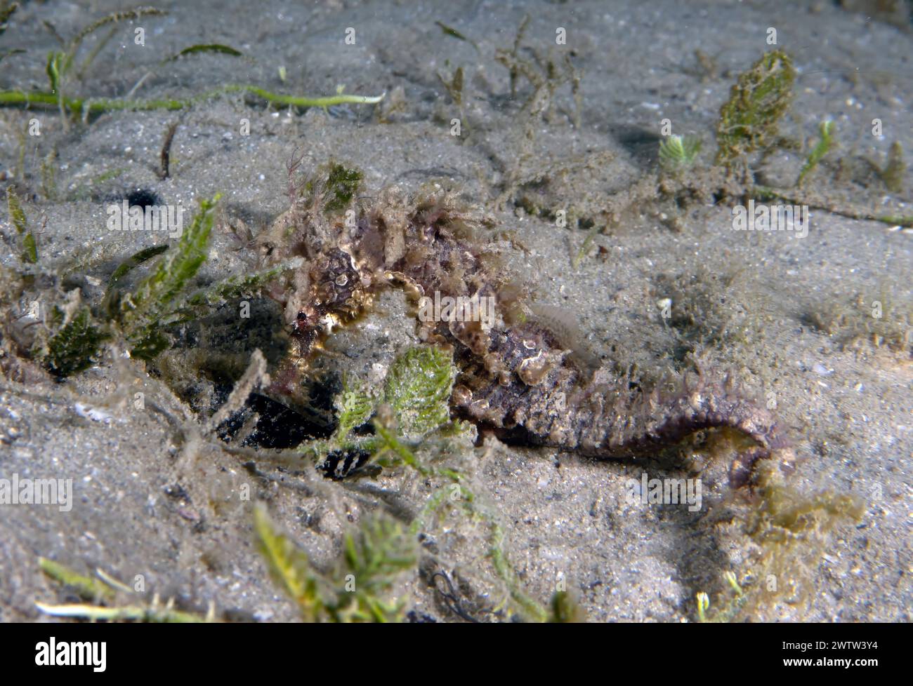 A Long-snouted Seahorse (Hippocampus guttulatus) in Florida, USA Stock Photo