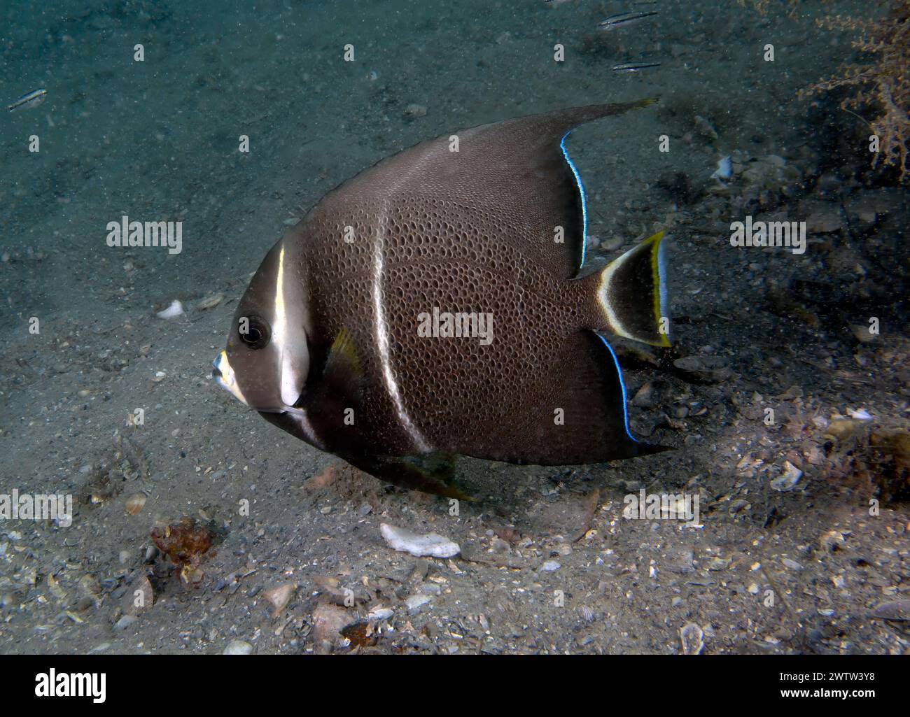 A Gray Angelfish (Pomacanthus arcuatus) in the sub-adult phase in Florida, USA Stock Photo
