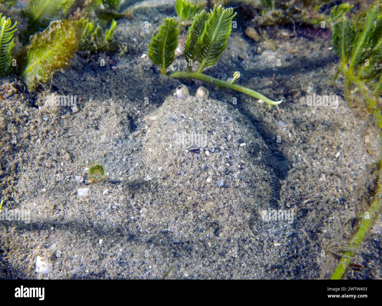 An Eyed Flounder (Bothus ocellatus) in Florida, USA Stock Photo