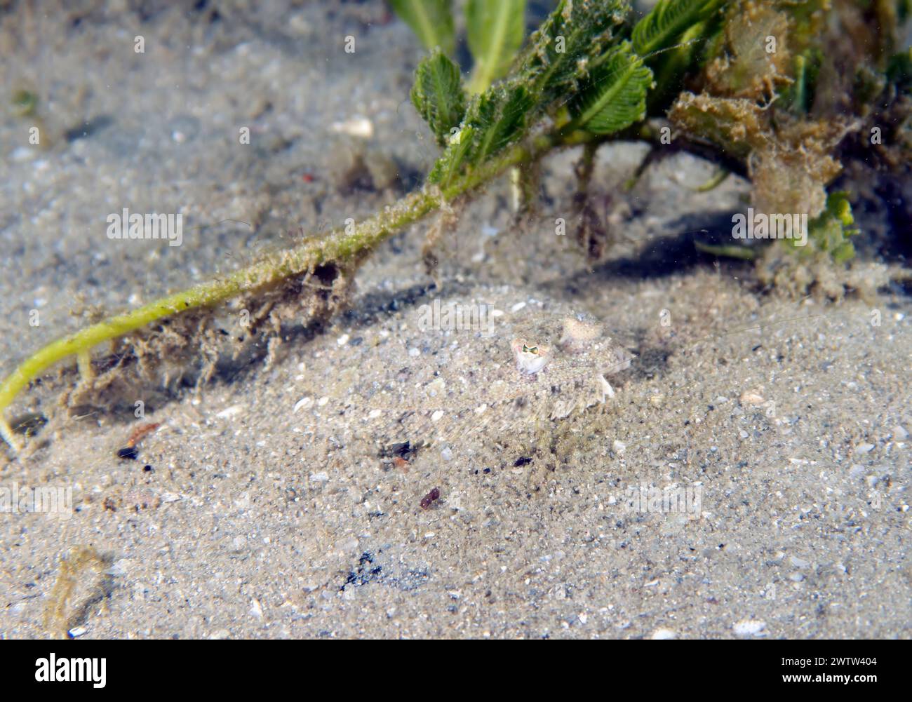 An Eyed Flounder (Bothus ocellatus) in Florida, USA Stock Photo