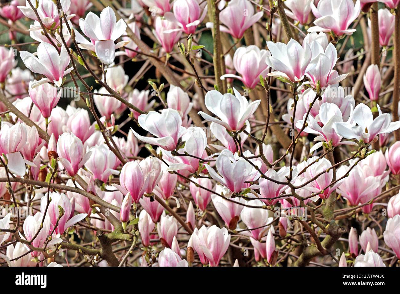 Blütezeit der Ziergehölze Die Blüten einer Magnolie zur Blütezeit im Frühling *** Flowering time of ornamental shrubs The flowers of a magnolia in bloom in spring Stock Photo