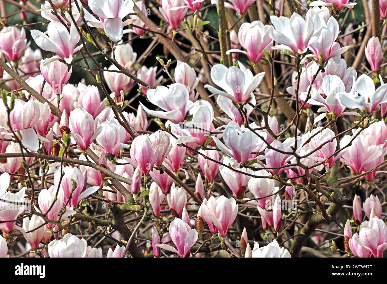 Blütezeit der Ziergehölze Die Blüten einer Magnolie zur Blütezeit im Frühling *** Flowering time of ornamental shrubs The flowers of a magnolia in bloom in spring Stock Photo