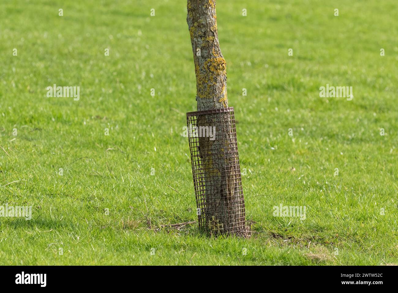 A mesh tree guard around the base of a small tree. The mesh protects the tree from damage by wildlife such as deer, rabbits and hares. Stock Photo