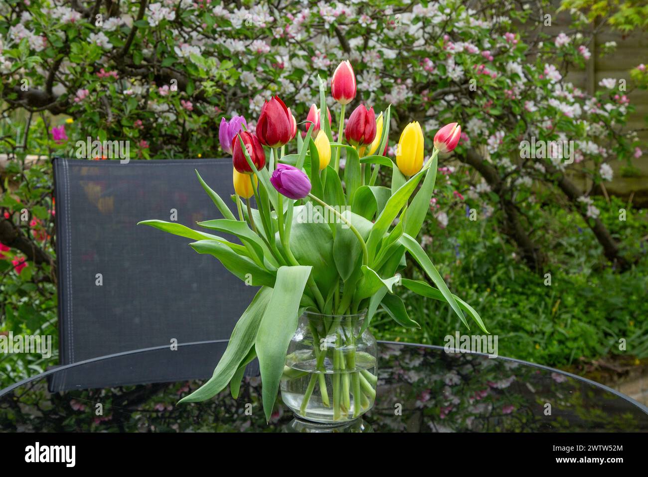 Spring tulips in a vase on a garden table. The table is next to corden apple trees in full blossom. Stock Photo