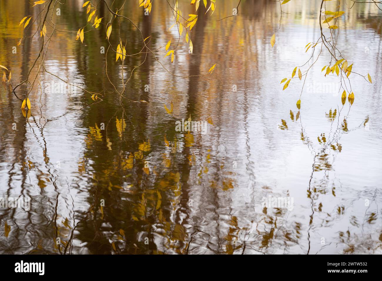 Hanging branches of a weeping golden willow in autumn colors. Colorful autumn leaves and water reflection nature background. Stock Photo