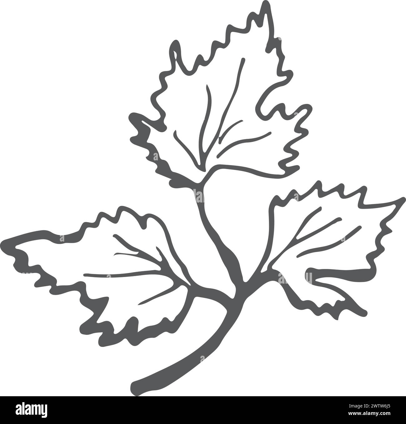 Parsley leaves sketch. Fresh aroma natural spice Stock Vector