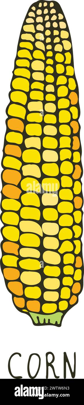 Corn ear doodle. Farm crop. Natural grain Stock Vector