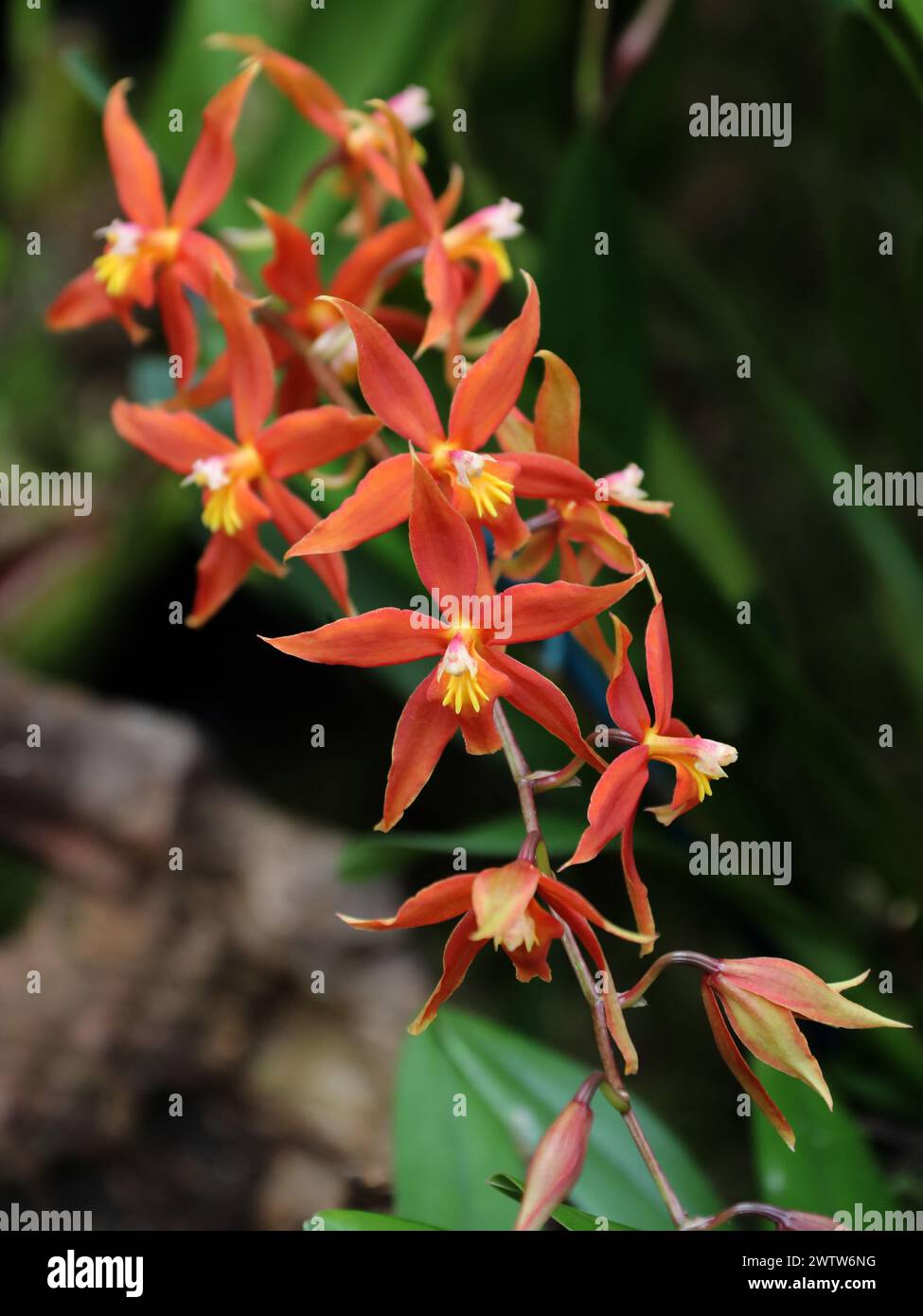 Orange Oncidium Orchid, Oncidiinae, Orchidaceae. Stock Photo