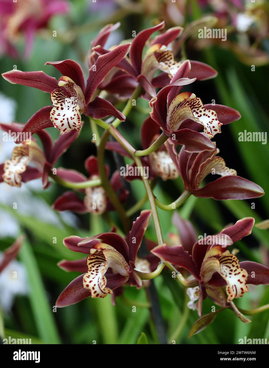 Orchid, Cymbidium Prince George, Cymbidiinae, Orchidaceae. Stock Photo