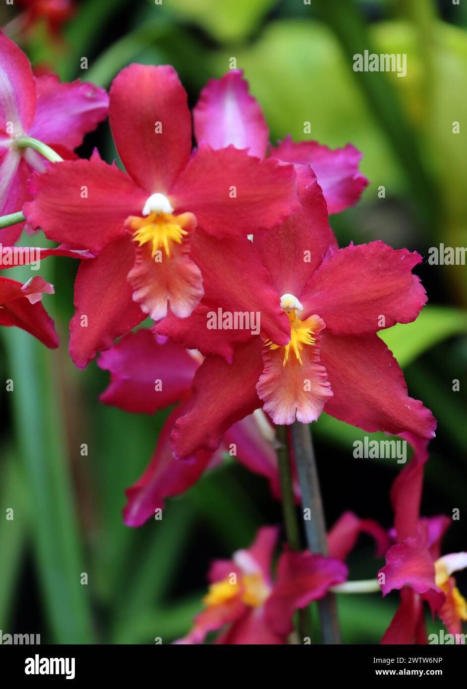 Orchid, Oncidium Swizzle, Oncidiinae, Orchidaceae. Oncidium, abbreviated as Onc. in the horticultural trade, is a genus that, as of December 2023, con Stock Photo