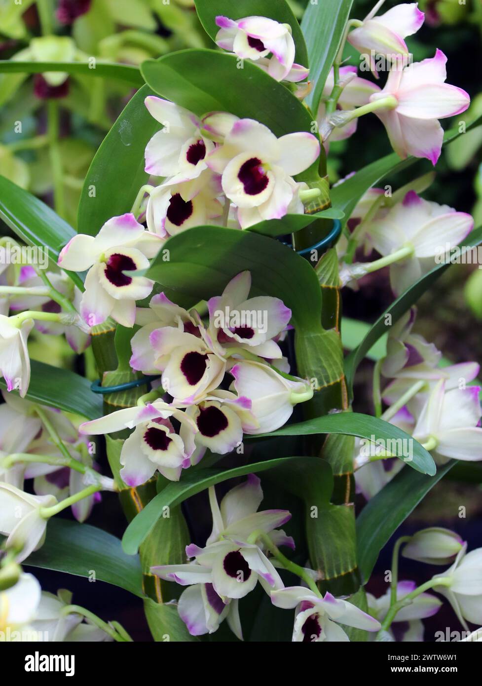 Orchid, Dendrobium Sunny Eyes, Dendrobiinae, Orchidaceae. Dendrobium is a genus of mostly epiphytic and lithophytic orchids in the family Orchidaceae. Stock Photo