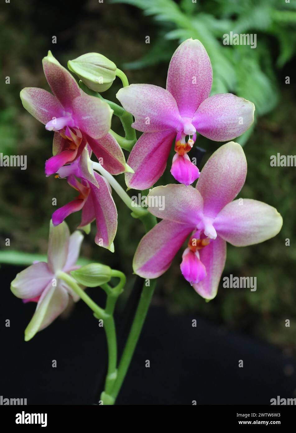 Orchid, Phalaenopsis Sweet Memory 'Liodoro', Aeridinae, Orchidaceae. Stock Photo