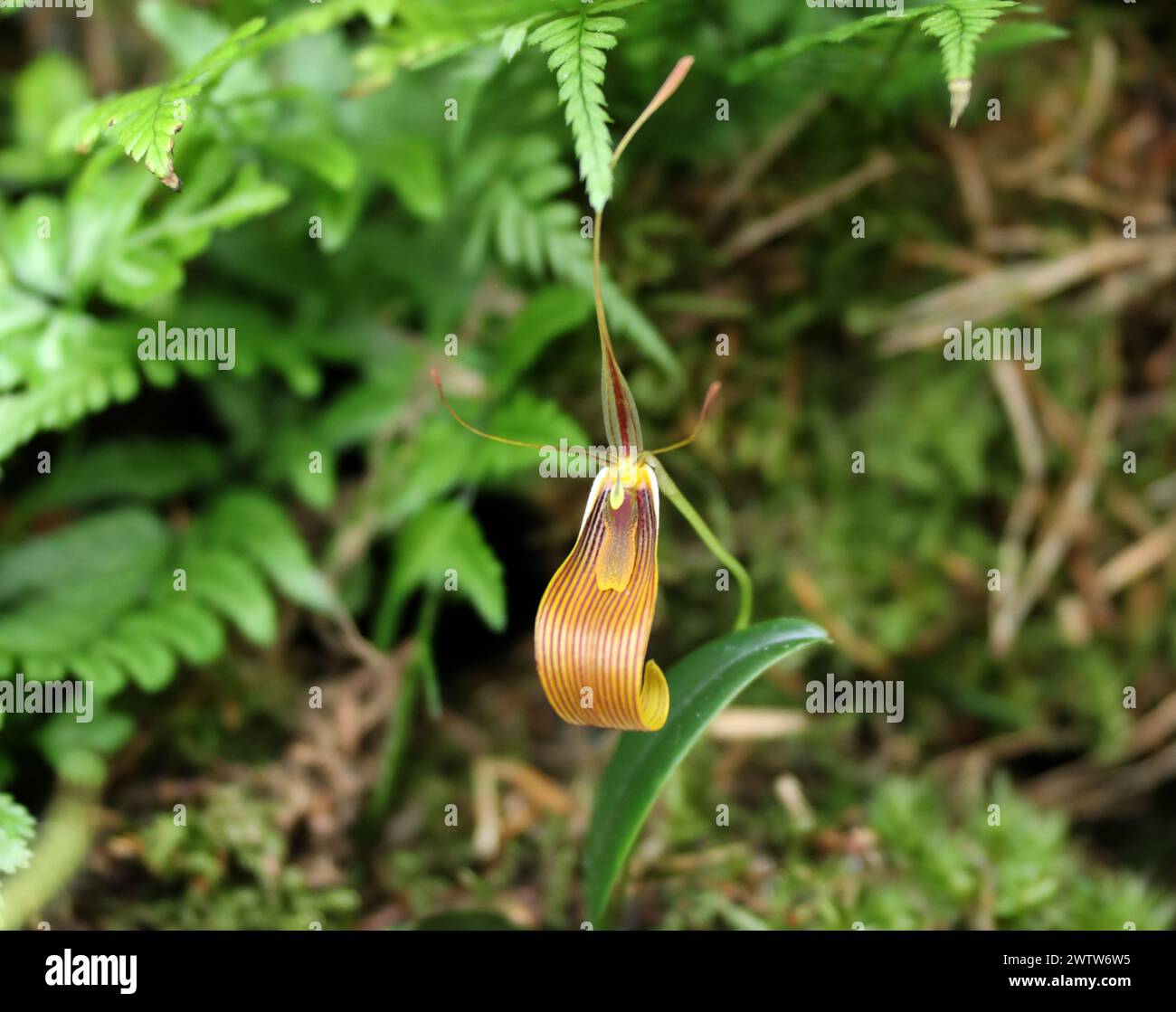 The Antennae-carrying Restrepia Orchid, Restrepia antennifera 'Giselle', Epidendroideae, Orchidaceae. Stock Photo
